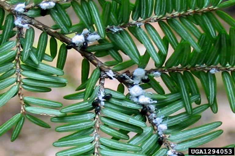 spray for hemlock disease